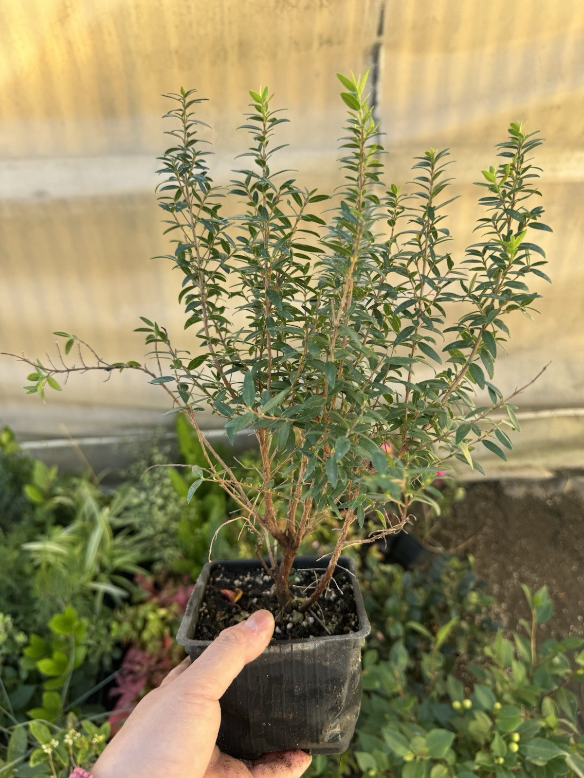 🌿 Myrtus communis ‘Compacta’ — Dwarf Myrtle Evergreen Shrub Live Plant 🌿