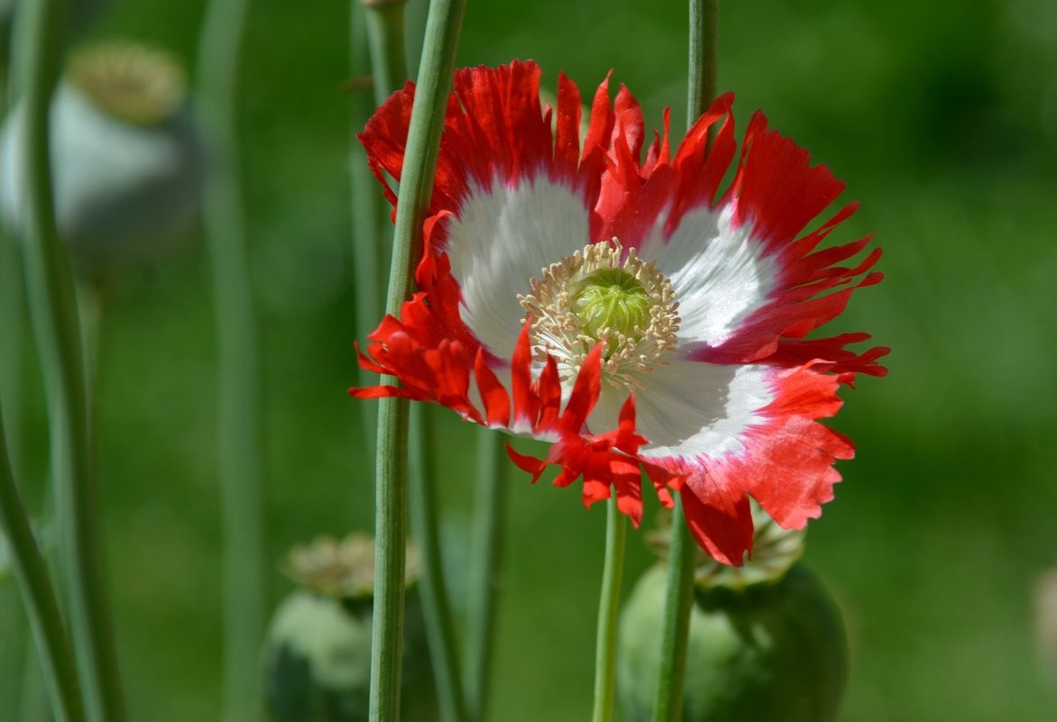 100,000 Danish Flag Poppy Seeds 1.3 Ounces – P. Somniferum -Bulk Size