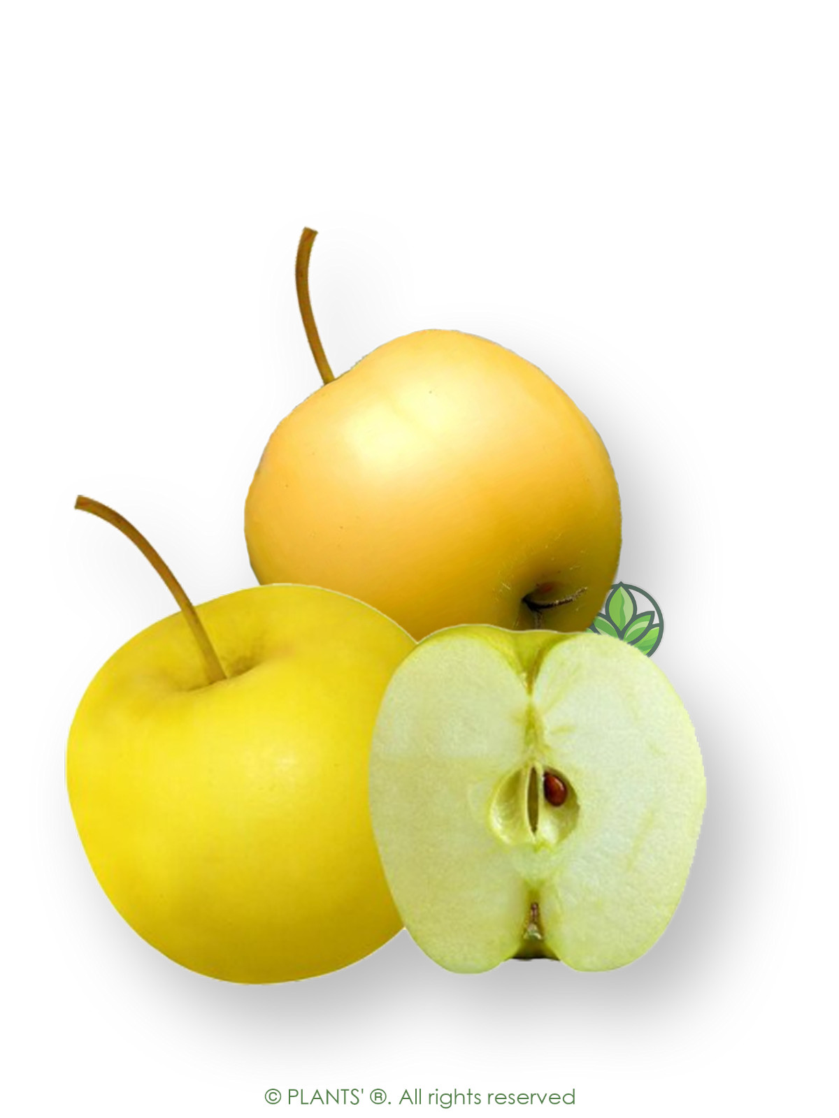 French Wild Apple | Premium Seeds | Malus sylvestris ‘Fruit’ | Plants’®