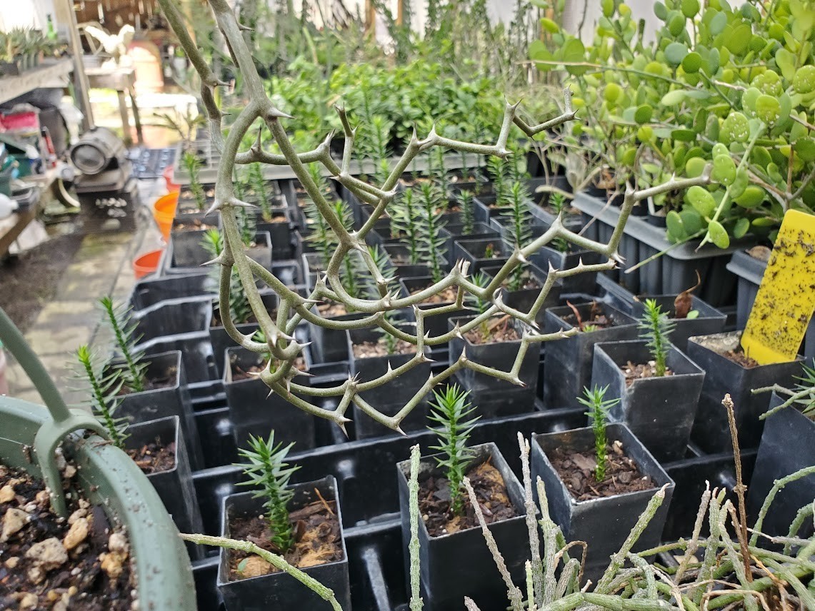 Decarya madagascariensis – Zig Zag Plant – Madagascar – Rooted Lot Dm1