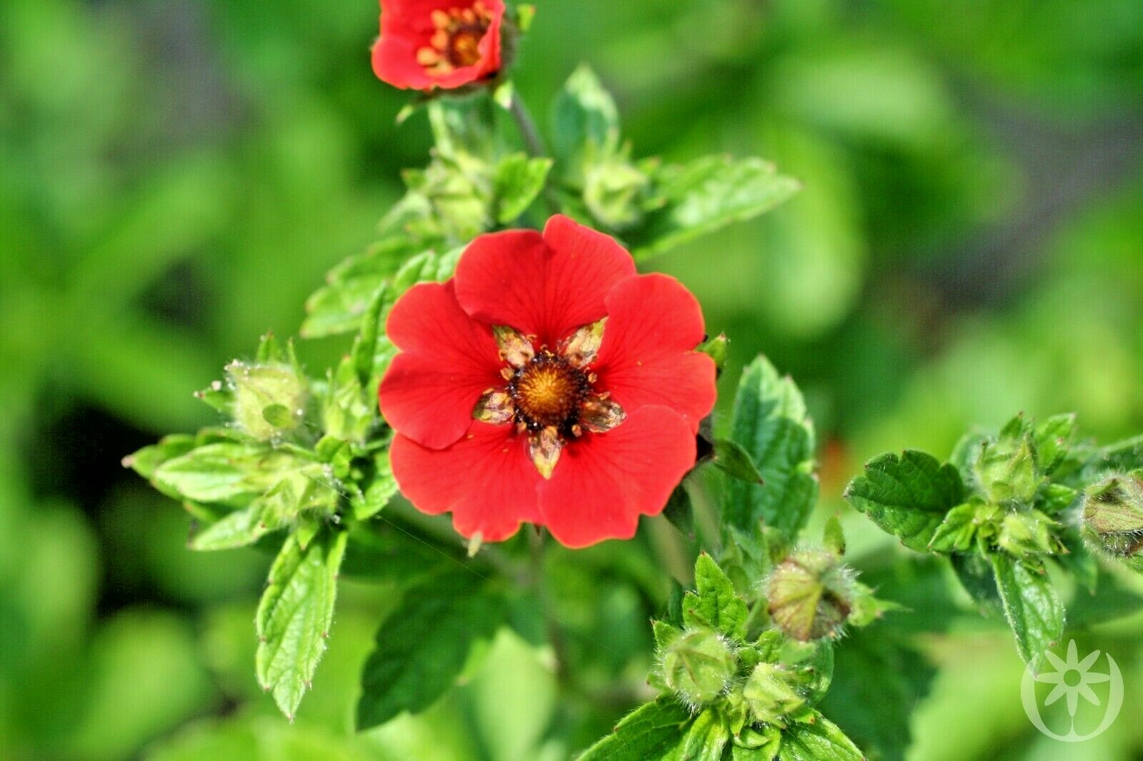 101+PONTENTILLA SCARLET CINQUEFOIL Seed Native Perennial Compact Flowering Shrub