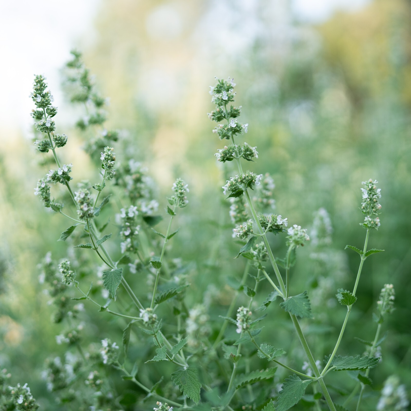 Catnip Seeds for Cats: USDA Organic Non-GMO Seed Packet Catwort Cat Nip, Catmint