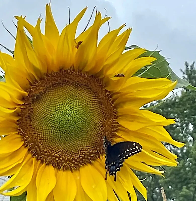 GIANT MAMMOTH RUSSIAN “GREY STRIPE” SUNFLOWER SEEDS Heirloom Hardy 10″ FLOWERS