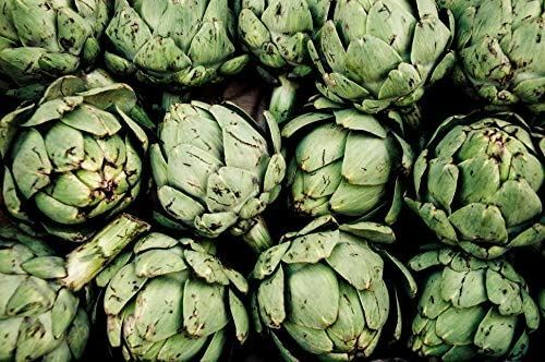 Artichoke Green Globe Seed- Green Globe,”COOL BEANS n SPROUTS” Brand. Home Gard