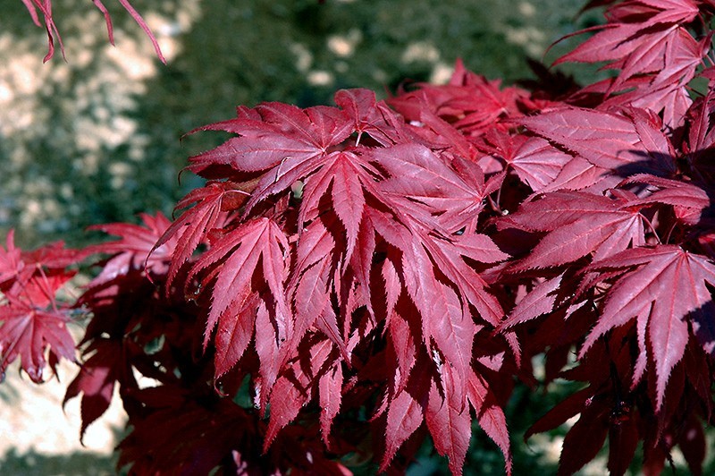 “Oregon Sunset” Maple Tree Seeds Acer Semi – Dwarf Hardy – Zone 5 Red Orange