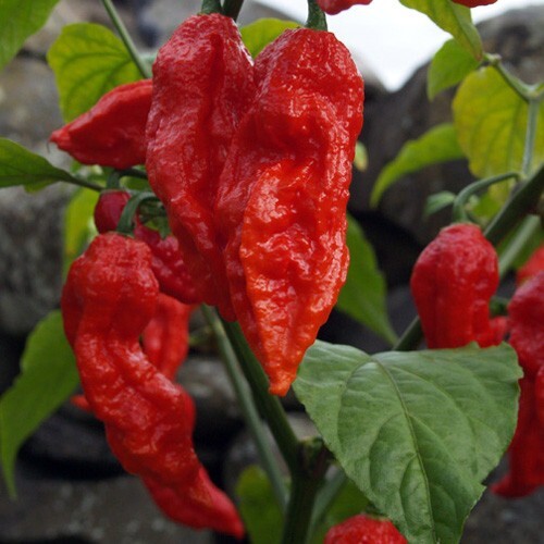 25 Super-Hot Fresh Ghost Bhut Jolokia Red Premium Pepper Seeds-A 10