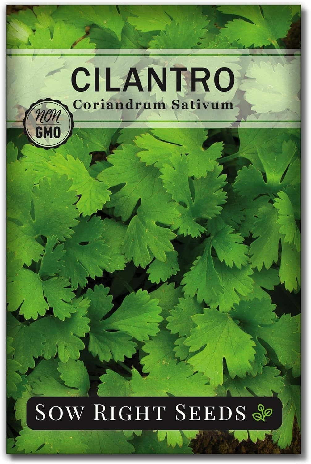 Cilantro Seeds for Planting – Non-GMO Heirloom Packet with Instructions to Gr…