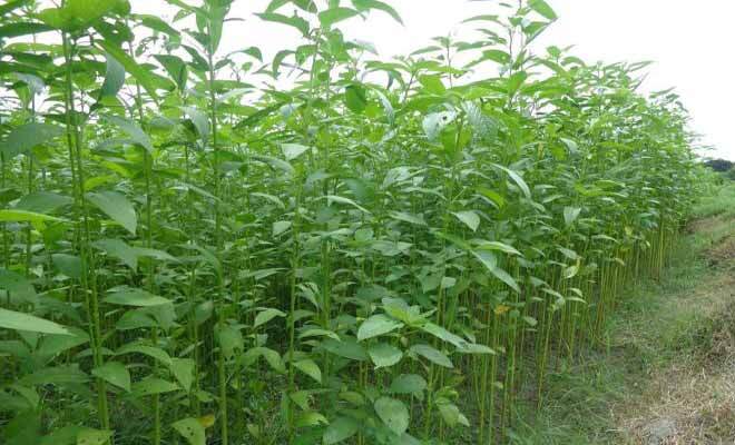 Corchorus Capsularis 20 Seeds, White Jute Herb Plants Annual Perennial Vegetable