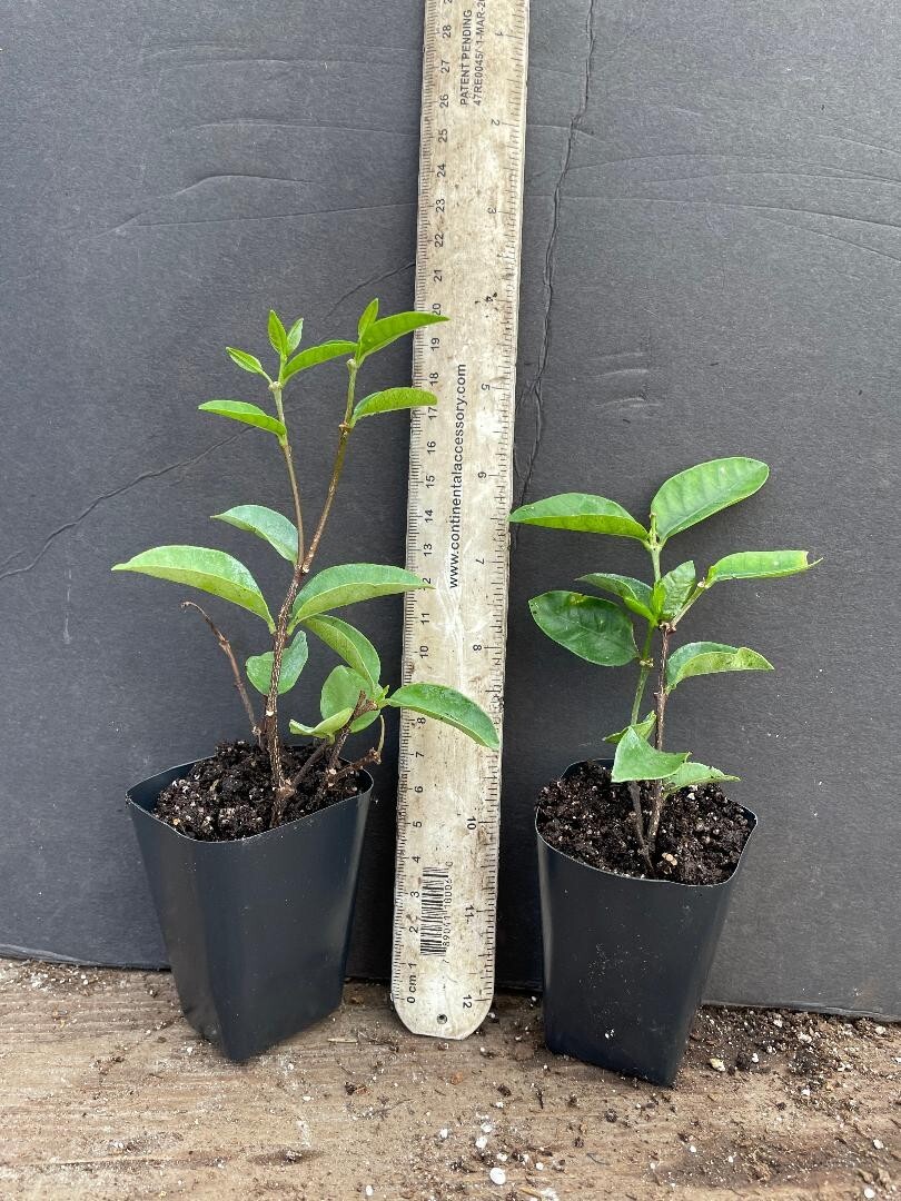 Asian Snow Jasmine~Wrightia antidysenter~Small Rooted STARTER Plant~Fragrant