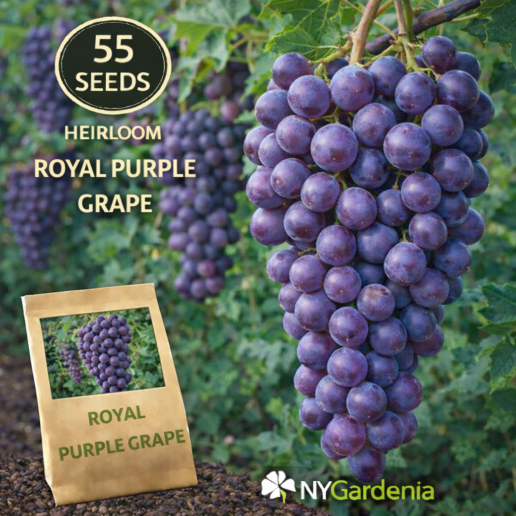 55 Royal Purple Grape Seeds Heirloom Fruit Vine Sweet Garden Easy Grow