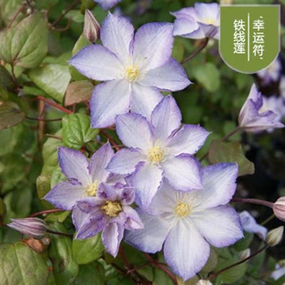25pc CLEMATIS SEEDS Garden Plant Flower vine climber USA seller FREE shipping