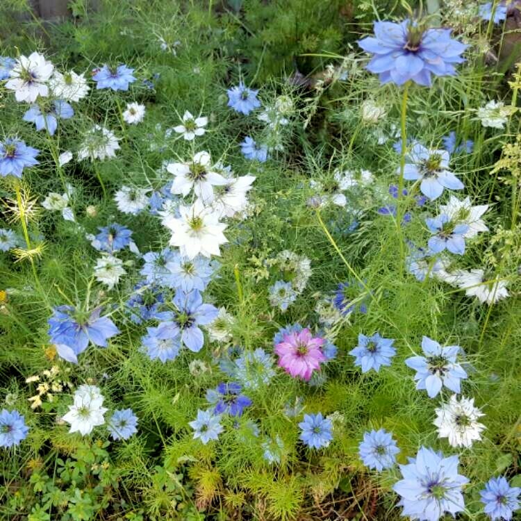 501+LOVE IN A MIST Flower Seeds Flowering Annual Cut Dried Flowers Container