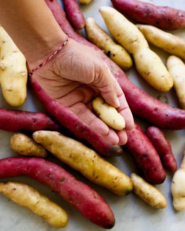 Simply Seed – 2LB Terra Rosa Seed Potatoes – Gourmet Fingerlings