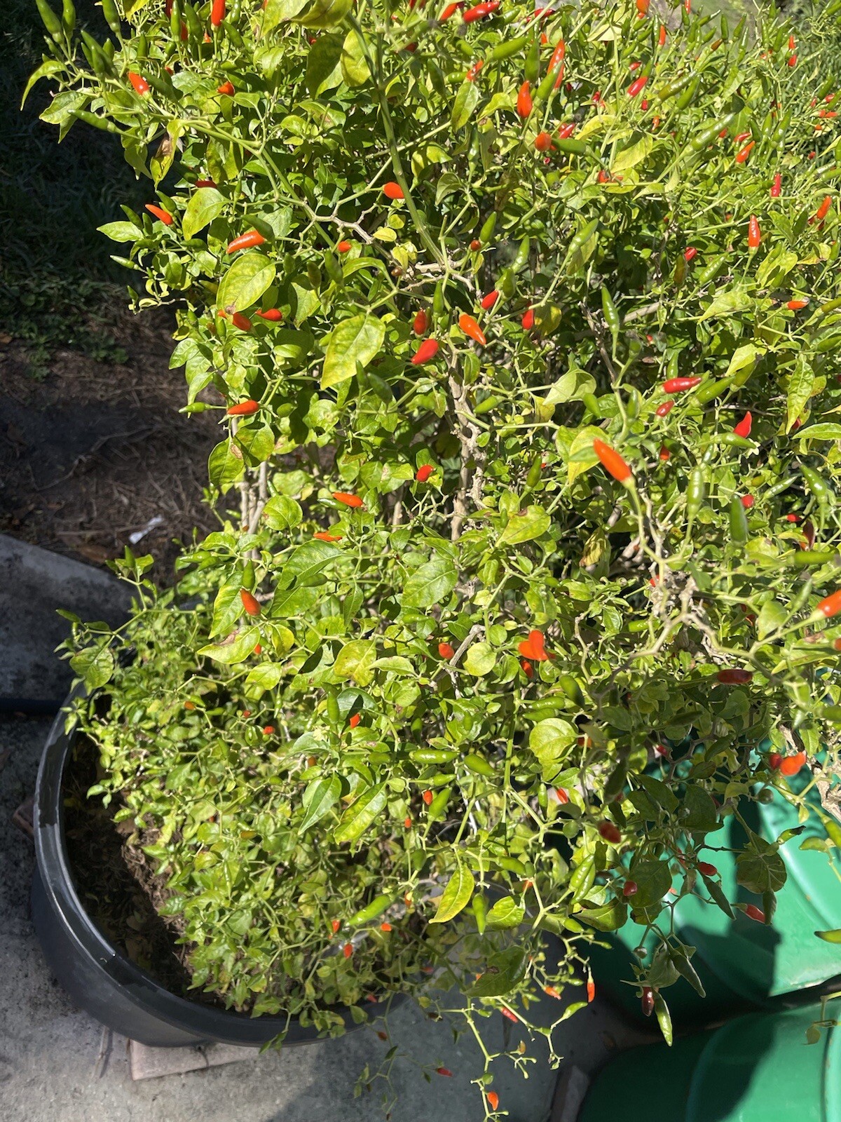 Thai red chili hot Pepper Seeds organiclly grown – ớt hiểm 30 Seeds