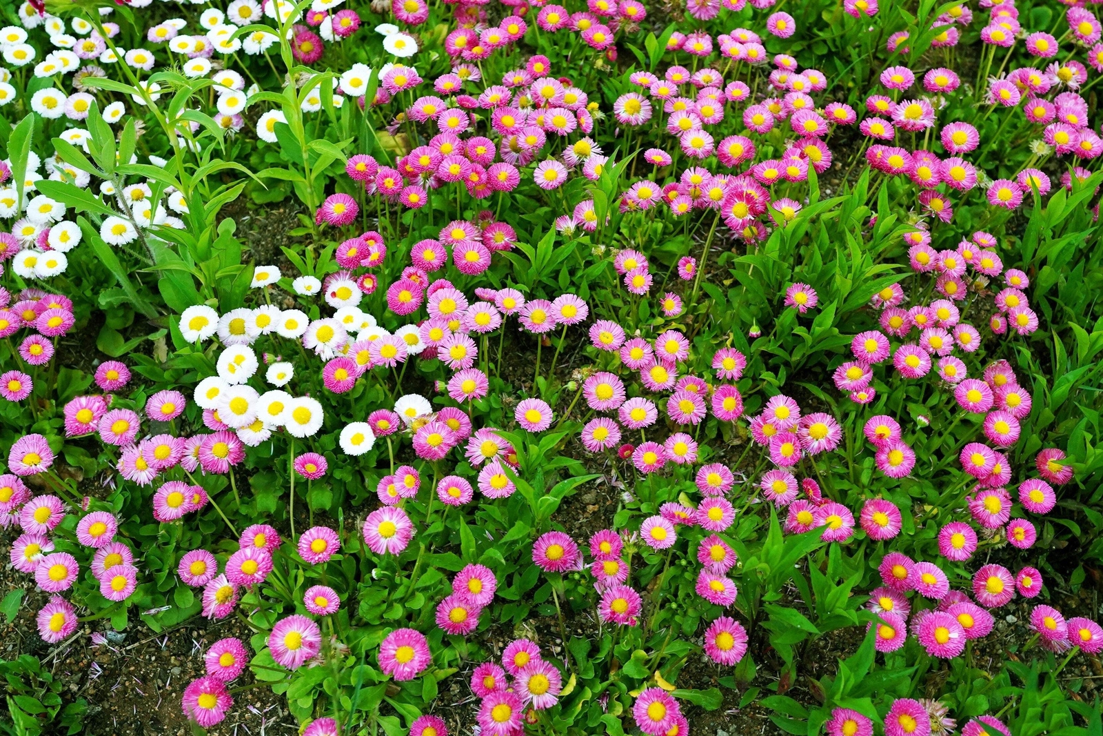 100 MIXED Colors ENGLISH DAISY Bellis Perennis Flower Seeds