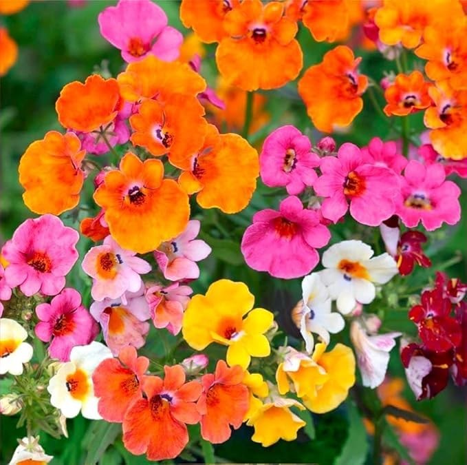 300pcs Nemesia Galaxy Flower Seeds for Planting – Vibrant Color Mix, Long Blo…