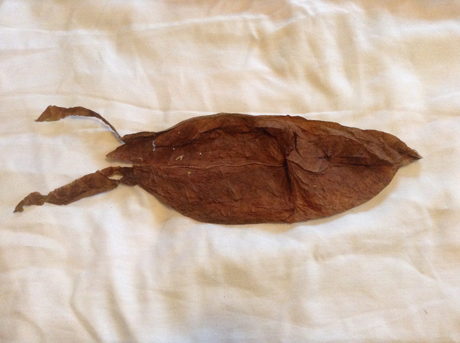 Connecticut Broadleaf tobacco seeds (1000+ seeds)