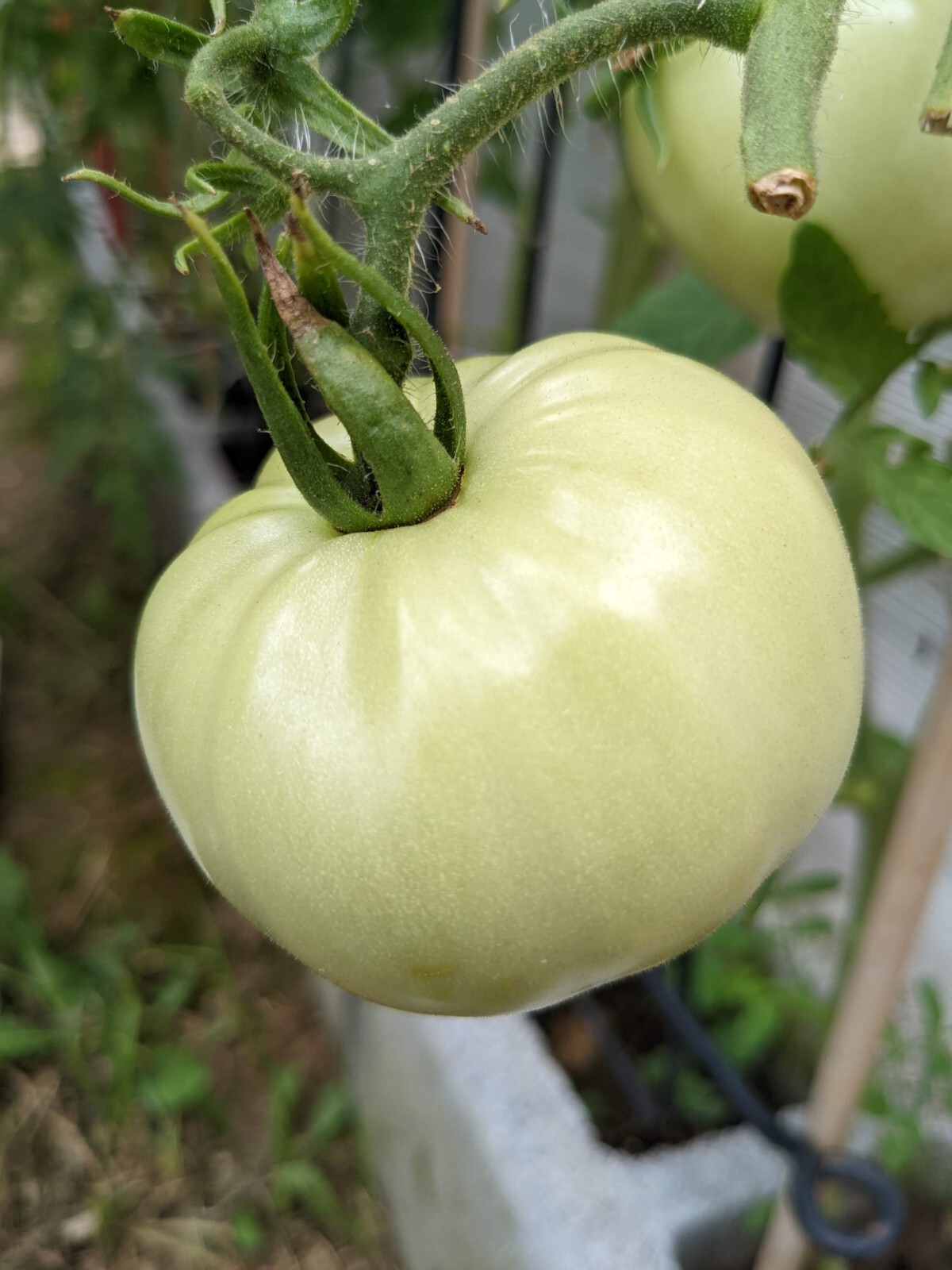 Beefsteak Tomato Seeds | NON-GMO | 100 Seeds| Indeterminate |