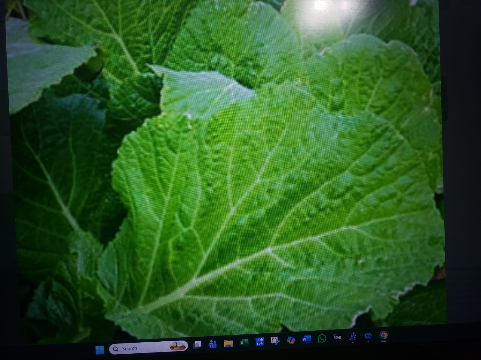 Florida Broadleaf Mustard 2500 Seeds, NON-GMO, Garden Growing, FREE SHIPPING