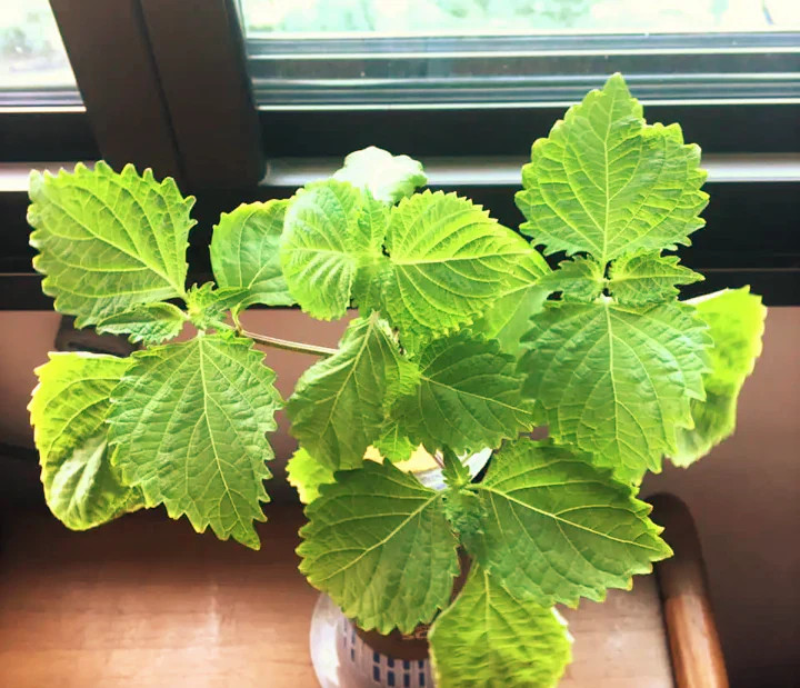 Purple Perilla Seeds | Japanese Red Shiso Aka Asian Mint Basil Herb Seed 2024