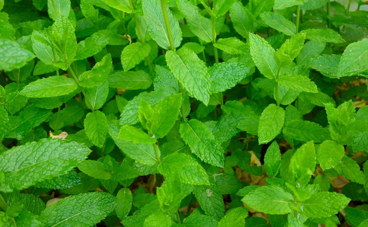 1000 PEPPERMINT SEEDS Mint NonGMO