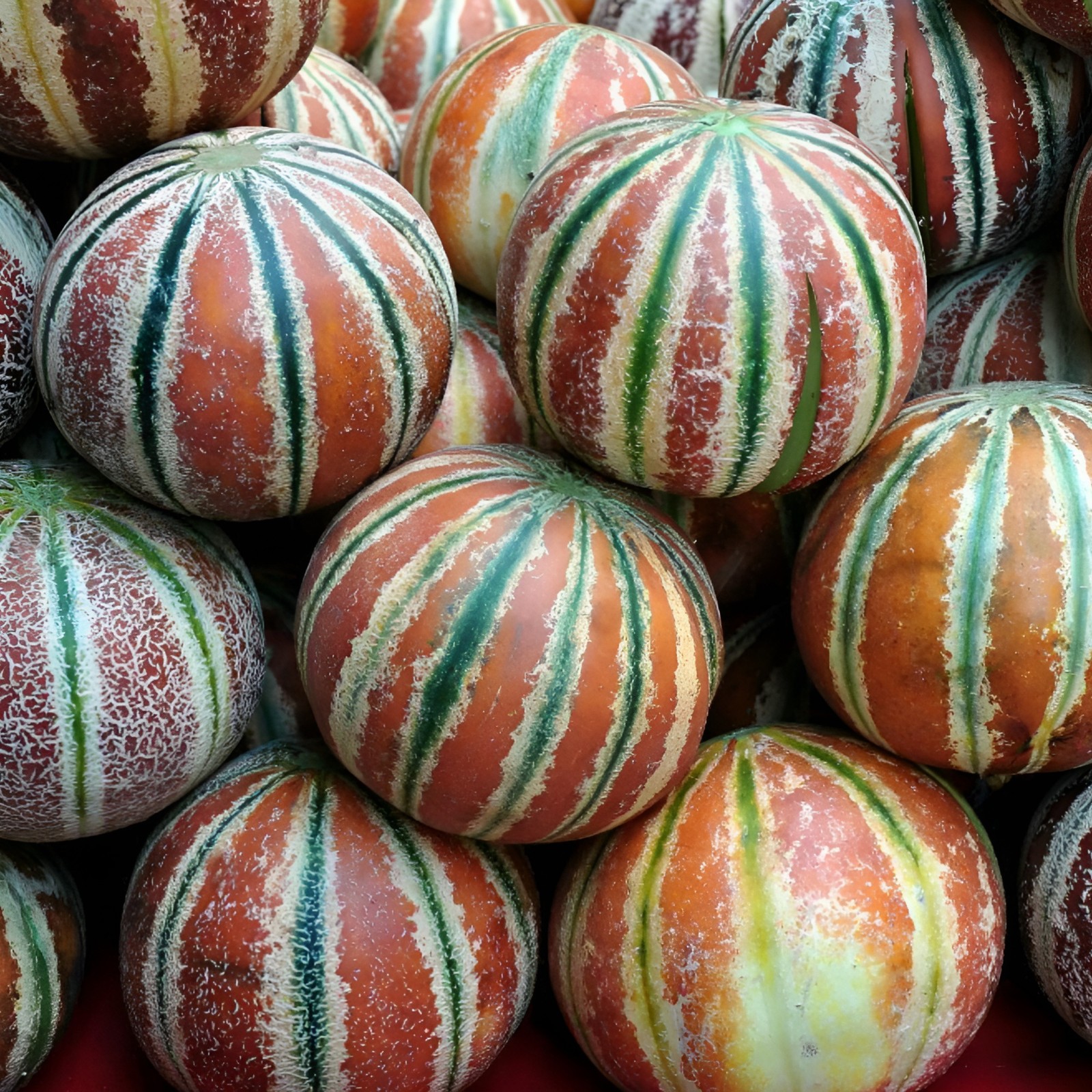 25 Heirloom Kajari Melon Seeds – Exotic Striped Sweet High Yielding Indian Melon