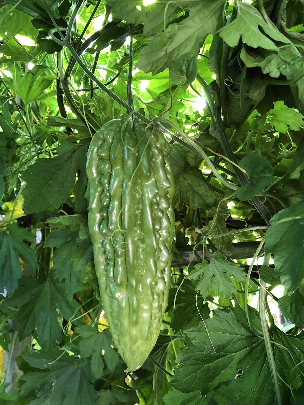 20 Pcs BitterMelon Seeds Fresh Harvested Ready To Plant U.S. Seller