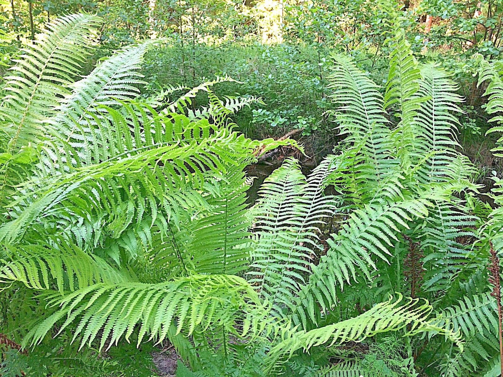 WESTERN SWORD FERN, 2000 (SEEDS)*, SPORE LARGE 3’X3’+, VERY HARDY TO -4 F.