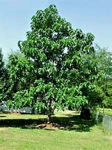 100 Royal Empress Tree Seeds “FASTEST GROWING TREE in the WORLD”