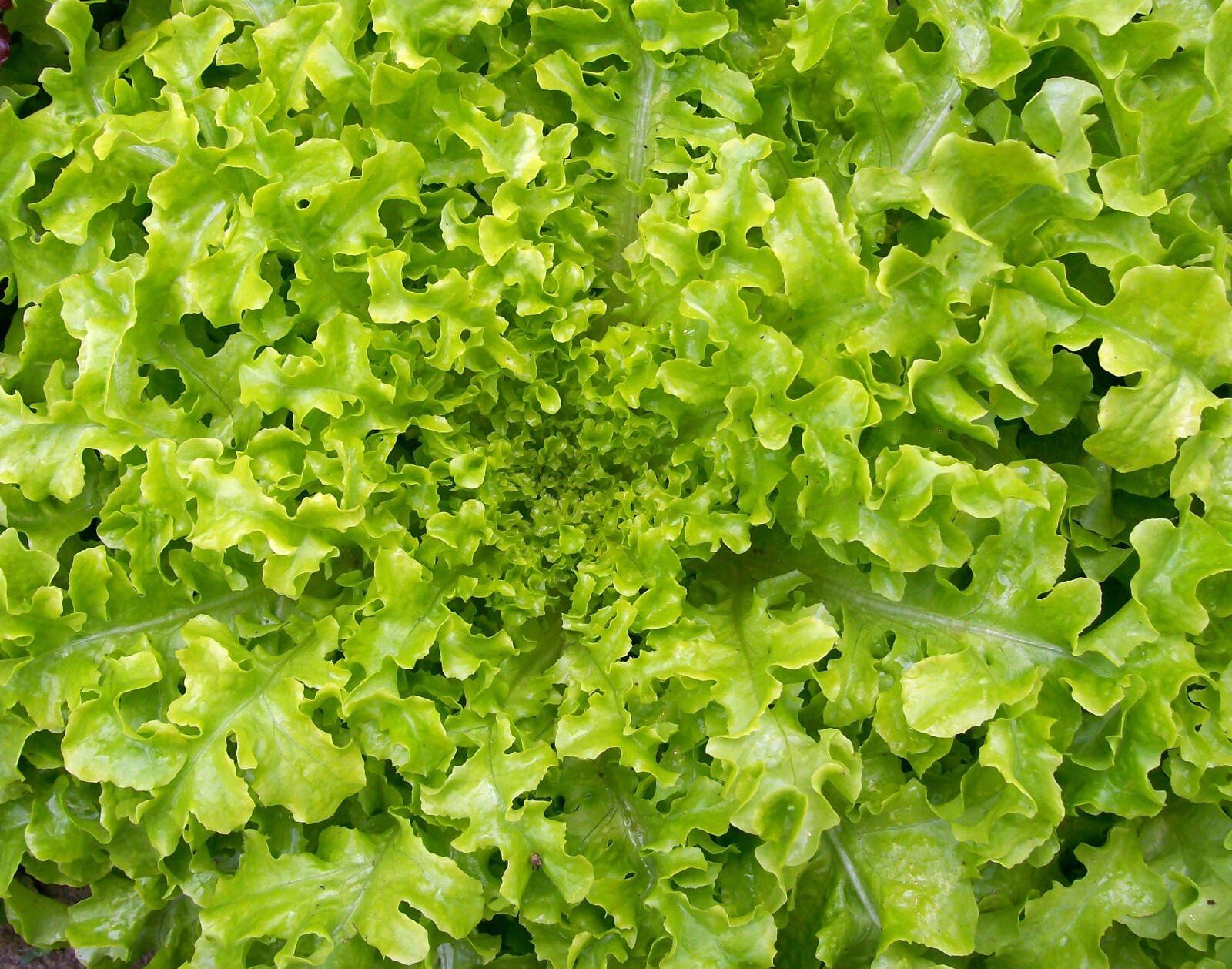 1 Gram Fresh | NON-GMO | Salad Bowl Leaf Premium Lettuce Seeds-B 44