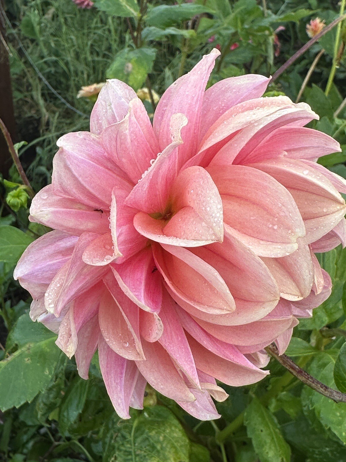 75+ DAHLIA SEEDS Open Pollinated XLNT Germination **Shipping US ONLY**