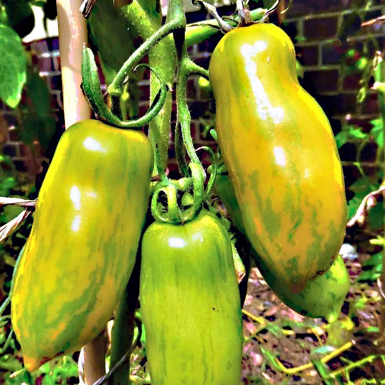 Green Sausage, Tomato