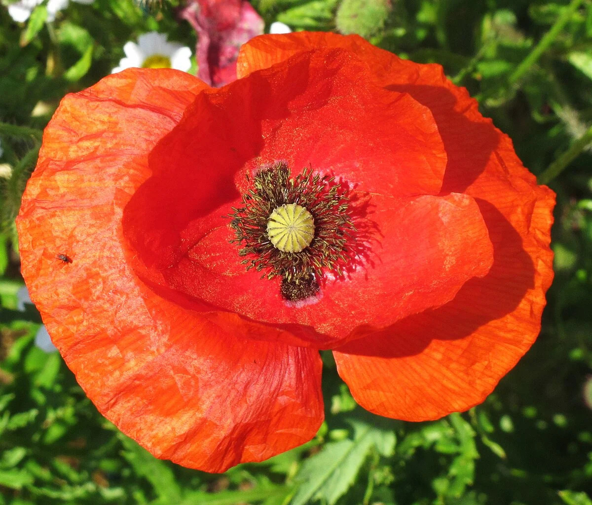 American Legion Poppy Seeds | Red Corn Poppies Remembrance Day Flower Seed 2023