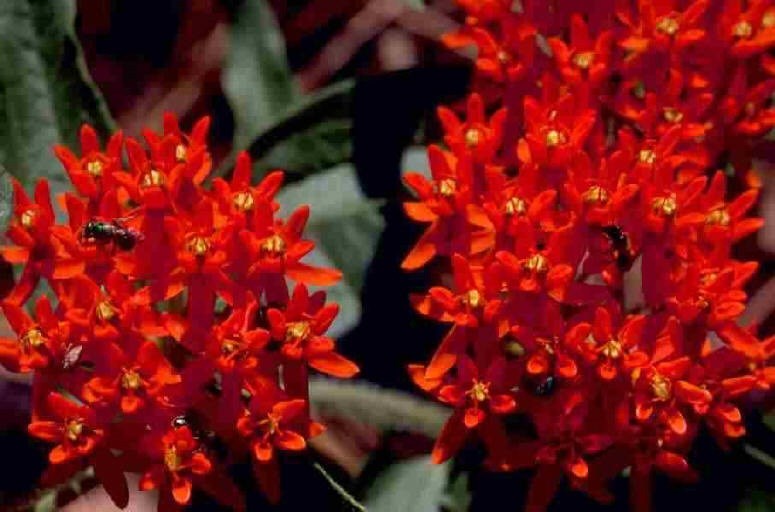 30+ DEEP RED BUTTERFLY WEED FLOWER SEEDS / ASCLEPIAS / PERENNIAL / GREAT GIFT