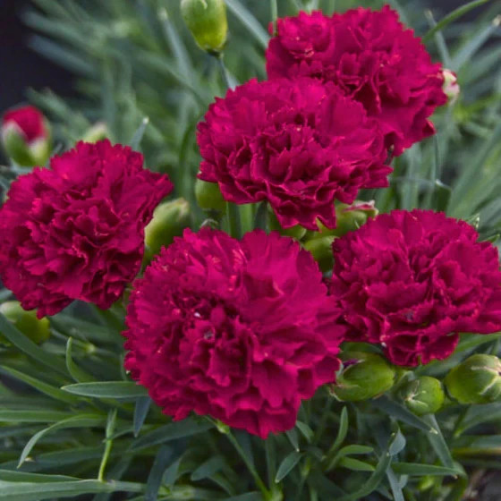 100 Carnation Seeds Dianthus Flowers Seed Flower Perennial “Black King”