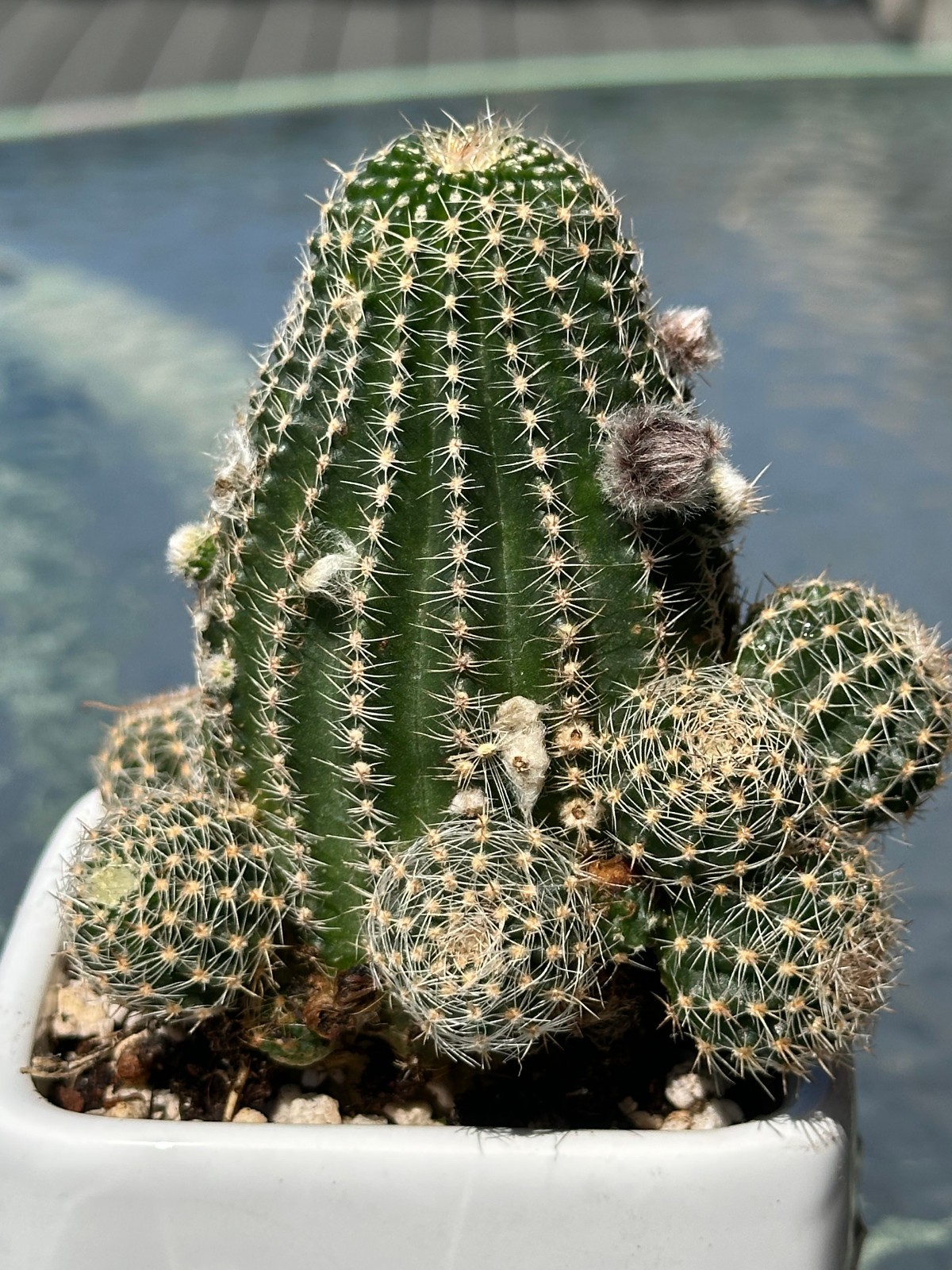 Echinopsis chamaecereus Live Cactus in 4″ pot FREE SHIPPING