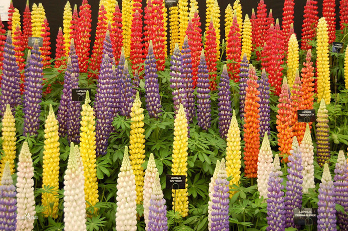 20 EXOTIC rare LUPINE SEEDS for garden flower beds plant bush USA SELLER USPS