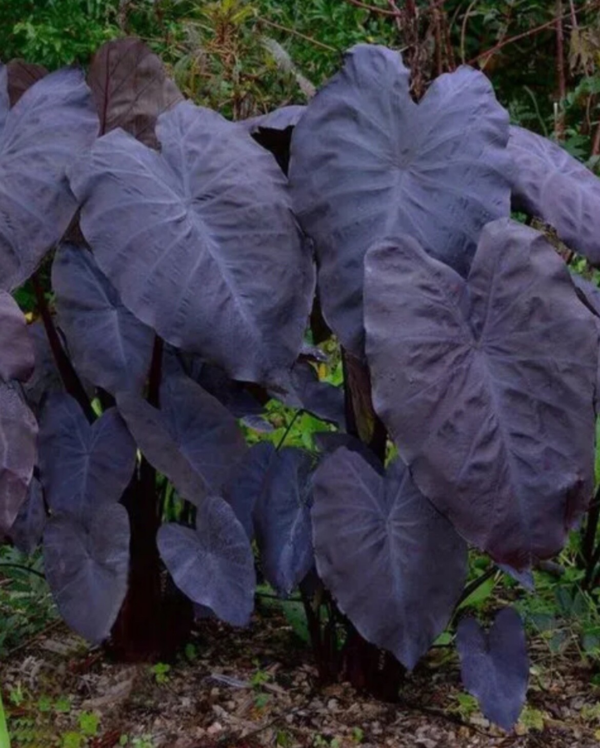 AUTHENTIC Colocasia Black Swan 1 bulbs