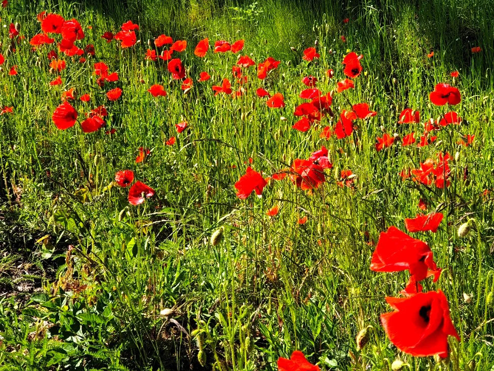 American Legion Poppy Seeds | Red Corn Poppies Remembrance Day Flower Seed 2023