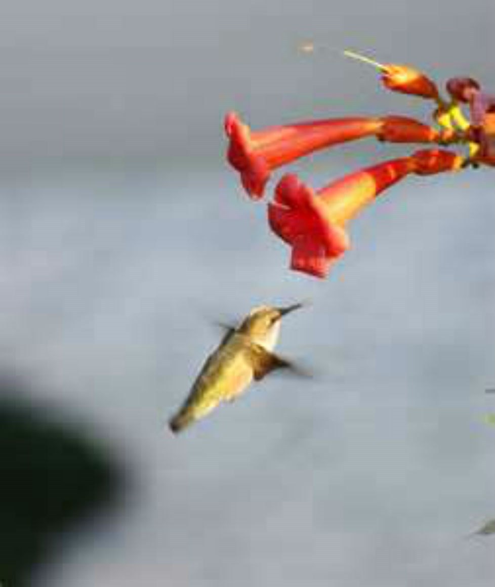 Beautiful Dark Red Hummingbird Trumpet Vine! 20 seeds! HUMMINGBIRDS LOVE IT!
