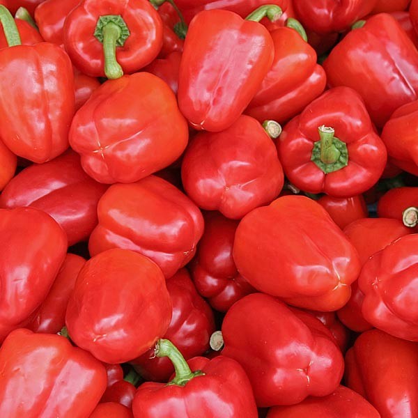 25 Newly Harvested Sweet Big Red Premium Pepper Seeds-B 06