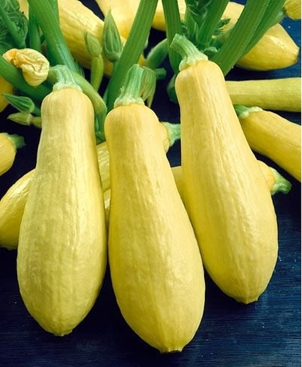 Prolific Straightneck Summer Squash Seeds, NON-GMO, FREE SHIPPING