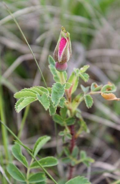 Rosa arkansas | Wild Prarie Rose | 100 Seeds