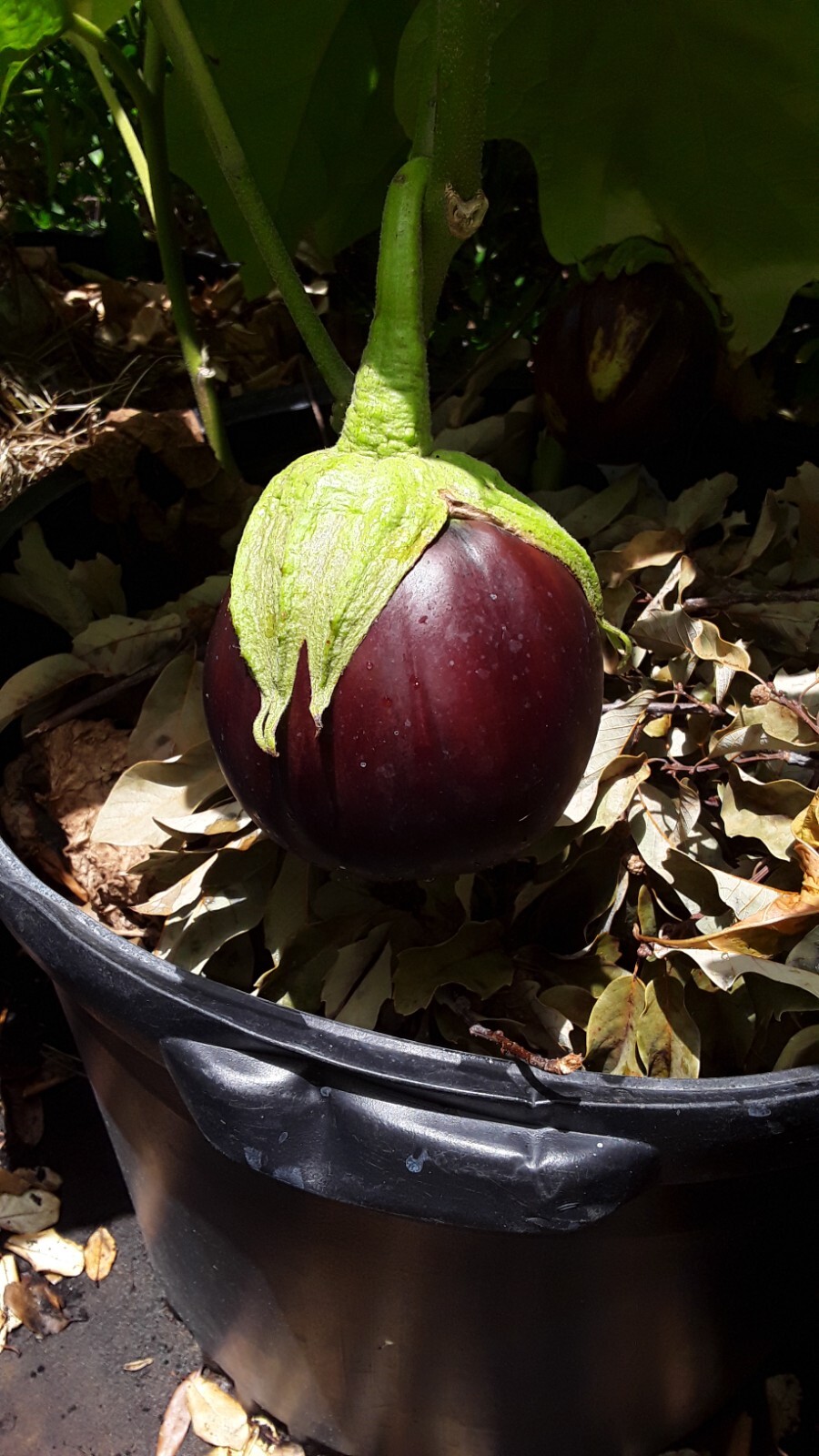 50+ KAMO NASU Japanese eggplant Seeds open Pollinated