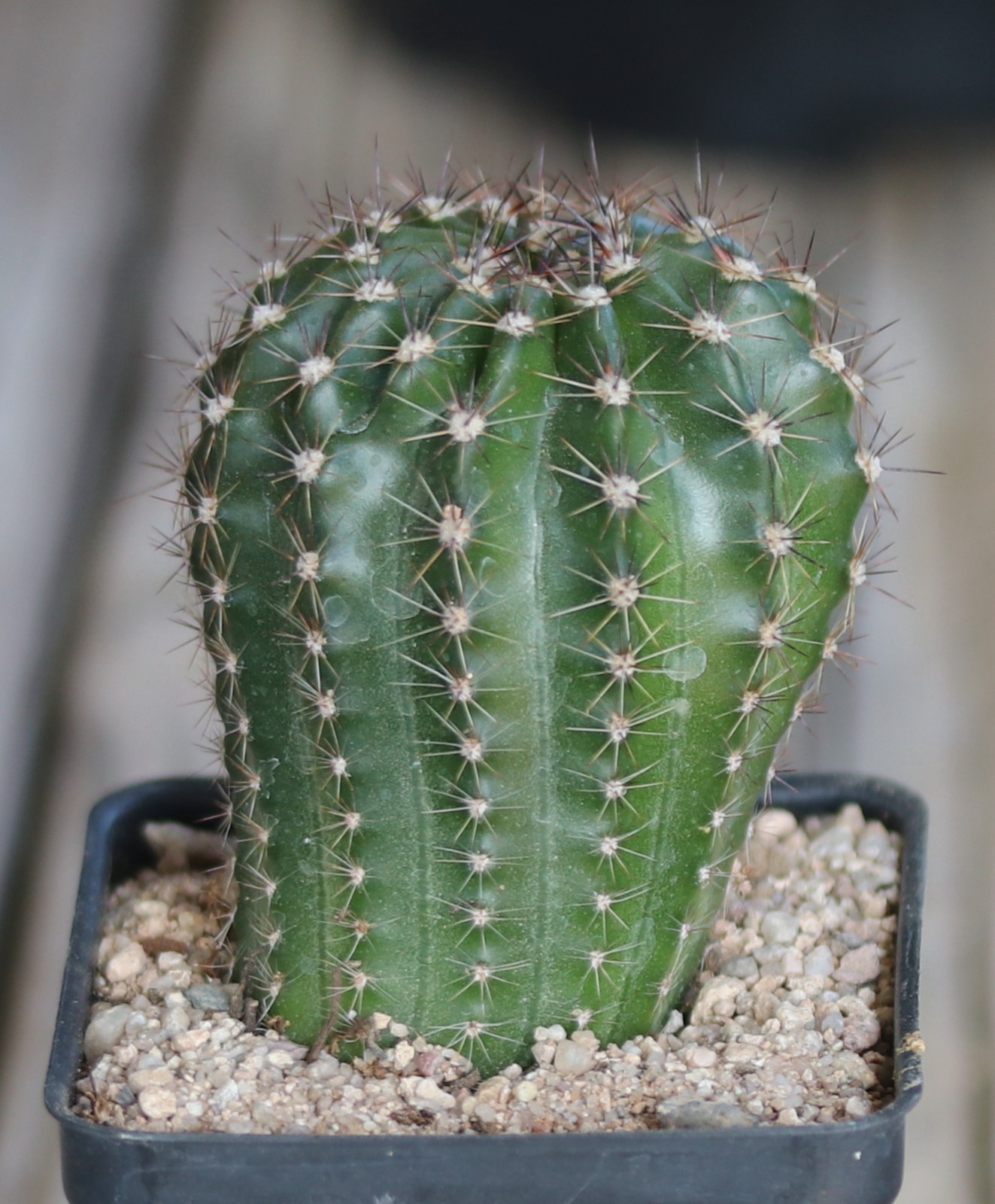 Echinopsis hybrid ‘Minuet’