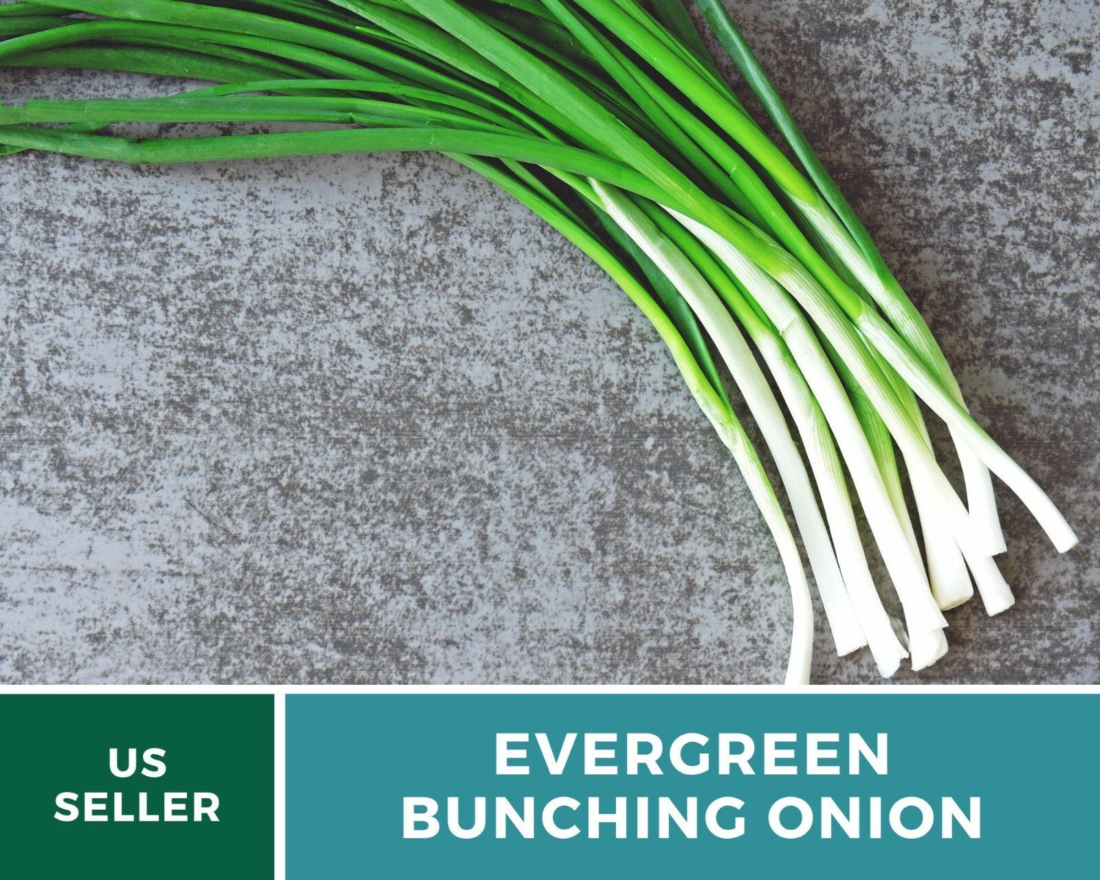 Onion, Evergreen Bunching Scallions – Heirloom Seeds – Heirloom – Non GMO