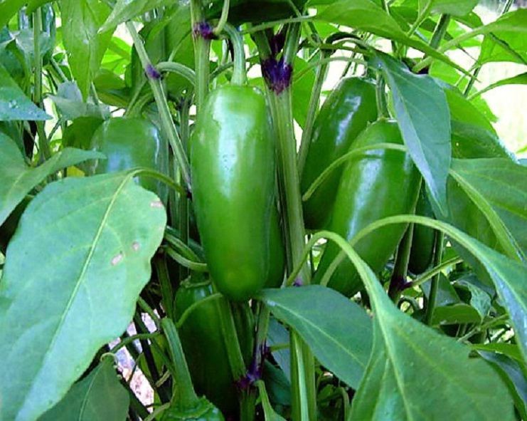 Mucho Nacho Jalapeno Pepper – 10 Seeds