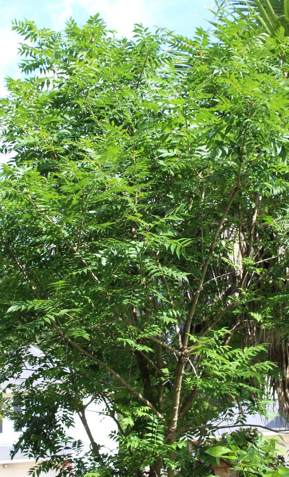 Ornamental Pistachio- 10 Seeds – good choice for lawn, shade or patio tree