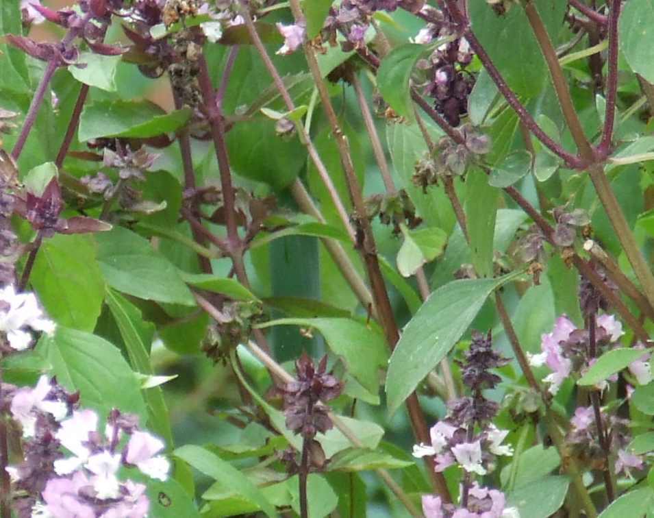 HERBS, CULINARY/MEDICINAL 20 HEIRLOOM VARIETIES DOOMSDAY/SURVIVAL SEED CACHE