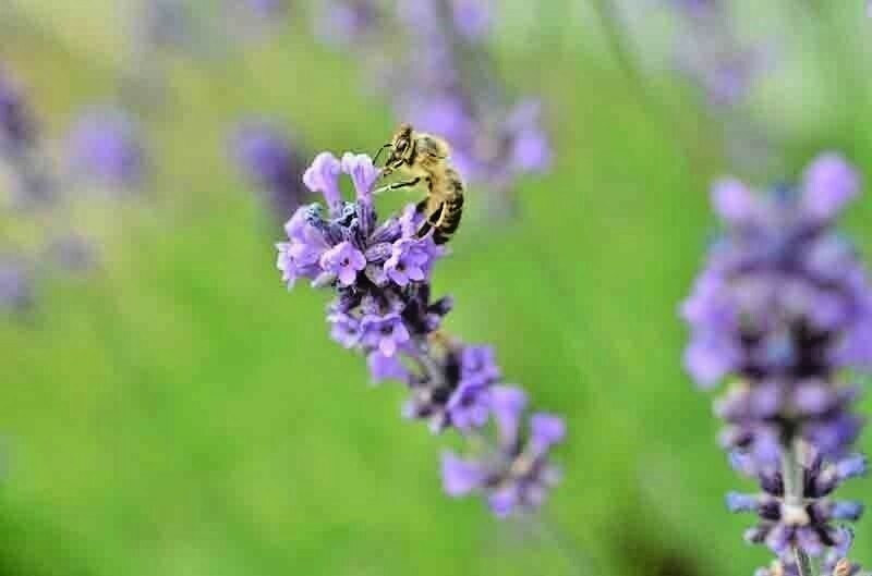 1200+ ENGLISH LAVENDER SEEDS SPRING PERENNIAL HERB MOSQUITO INSECT REPELLENT USA